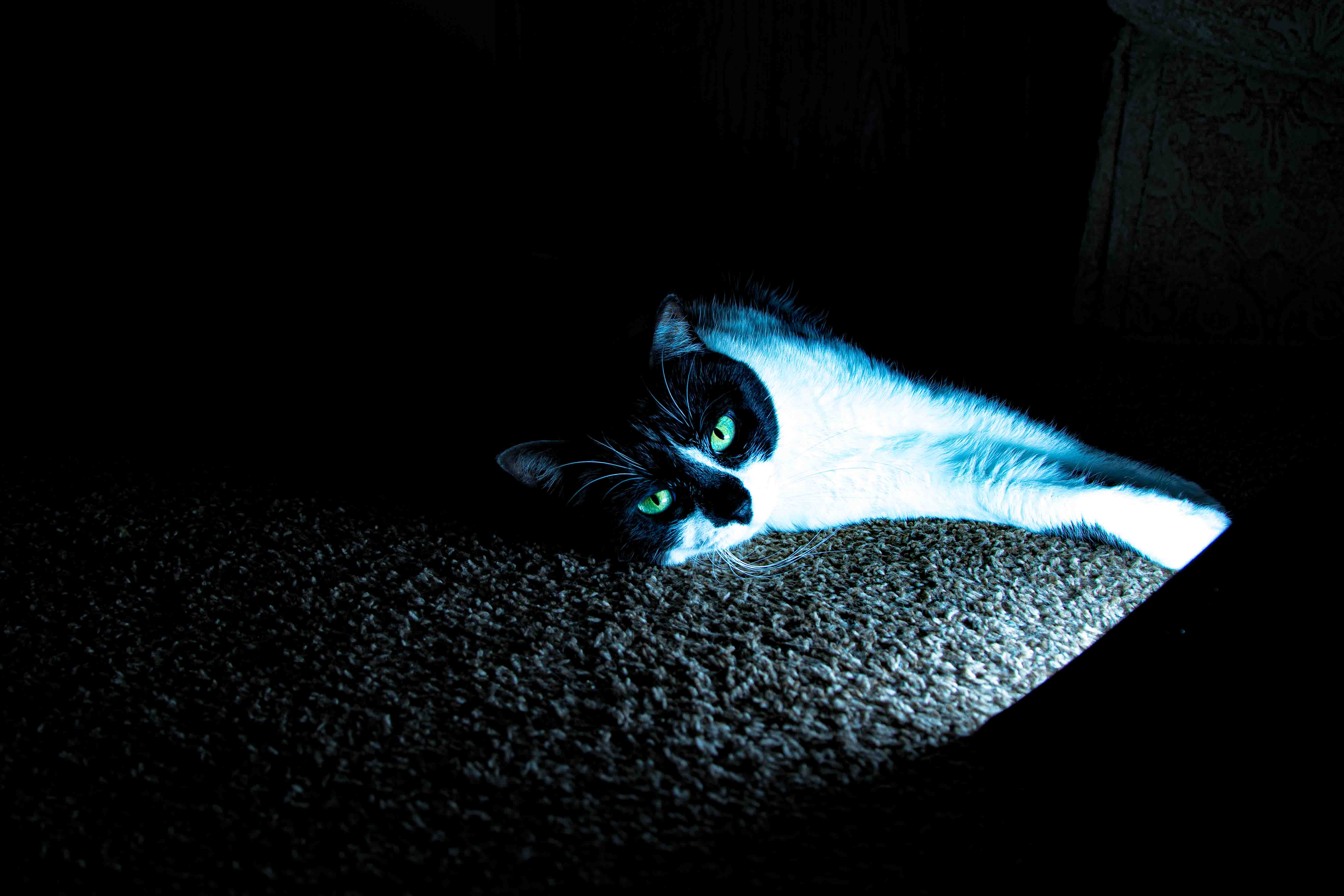 Tuxedo cat in dramatic backlighting — glowing green eyes in deep shadow